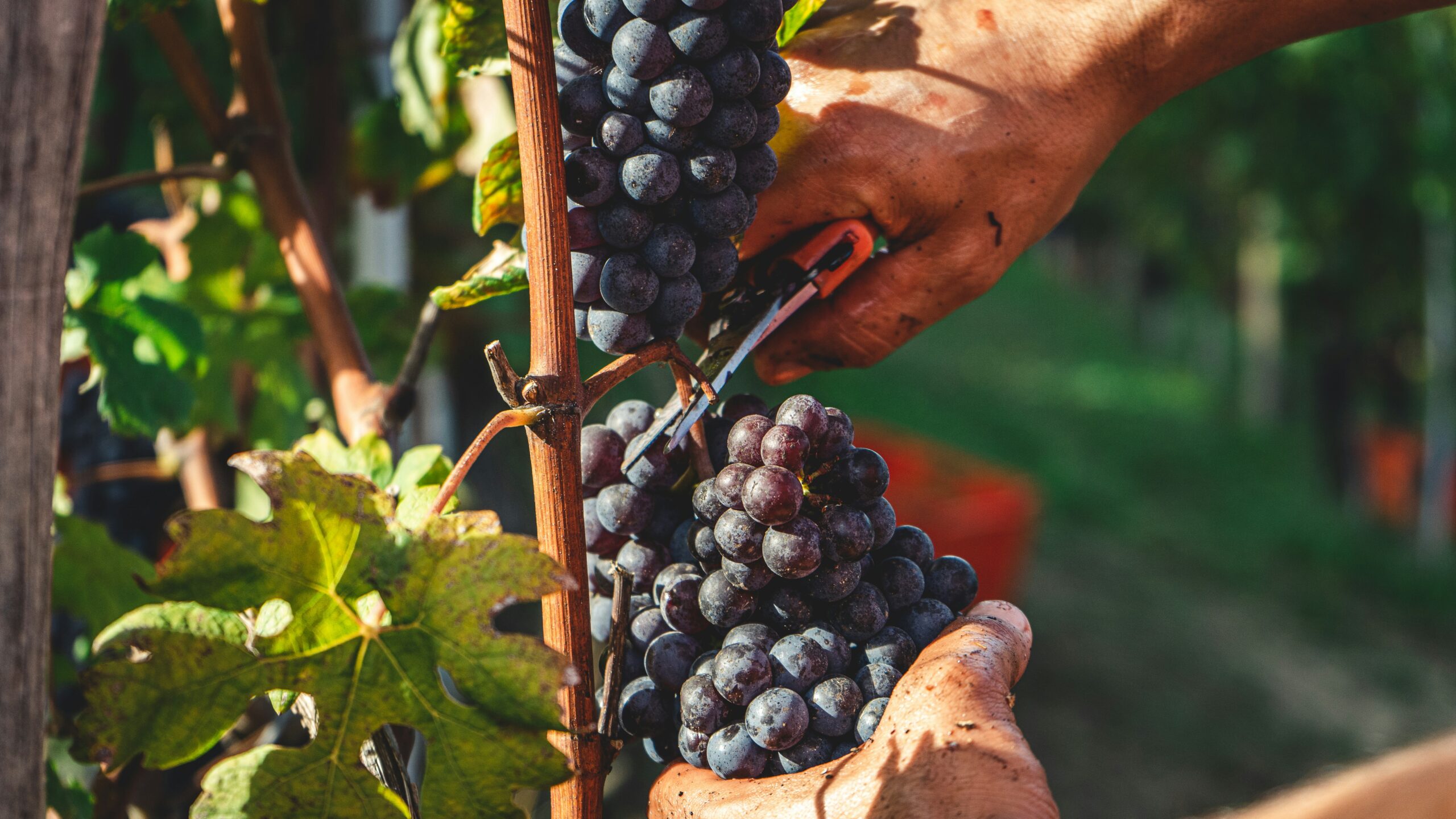 brunello,montalcino